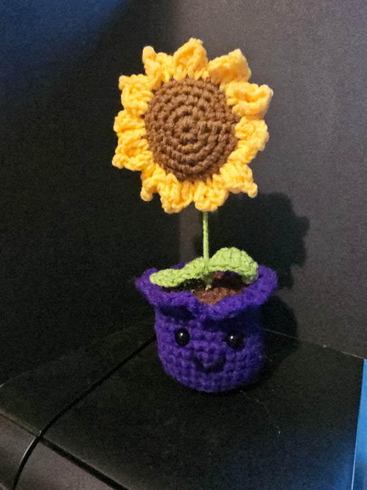 Sunflower Plant
